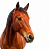 CLENVIA Apple Gel Horse Dewormer Syringe 3-Pack-3