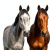 CLENVIA Horse Dewormer Syringes Effective Equine Care-3
