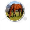CLENVIA Apple Gel Horse Dewormer Syringe 3 Pack-4
