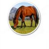 CLENVIA Apple Gel Horse Dewormer Syringe 3-Pack-1